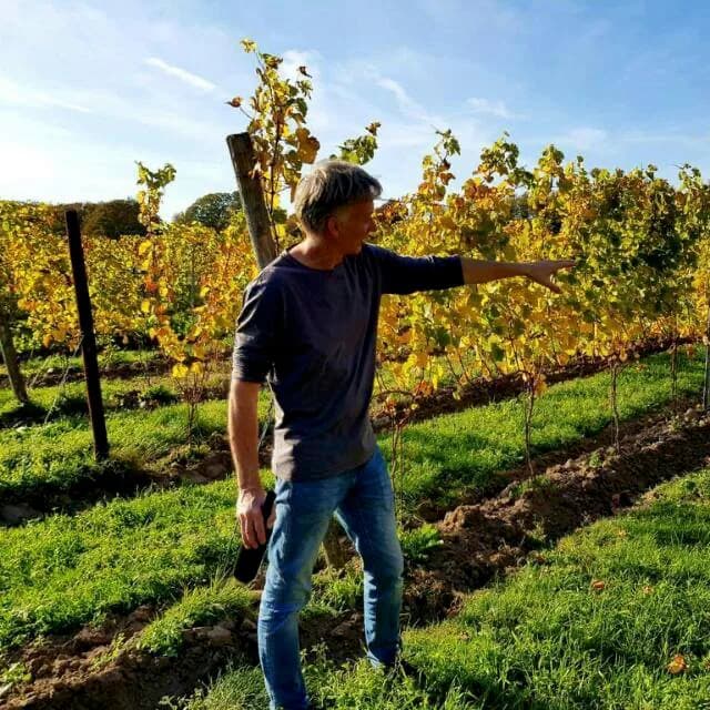 Wijngaard op een heuvel, rijen stokken in de zon